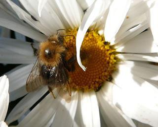 Kuckuckshummel.  -- Klick op to'n Vergr&ouml;ttern!