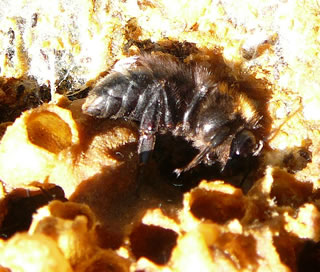 De K&ouml;nigin pennt en Runn in de Waav.  -- Klick op to'n Vergr&ouml;ttern!