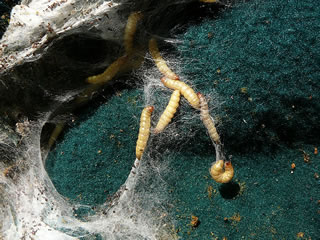 Iiii -- Hummelwachsmottenlarven!  -- Klick op to'n Vergr&ouml;ttern!