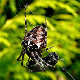 Hier warrt se &uuml;mbr&ouml;cht