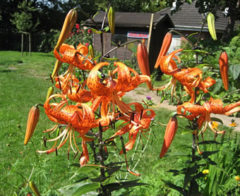 T&uuml;rkenbund, en Lilienaart. Foto: Anke Nissen