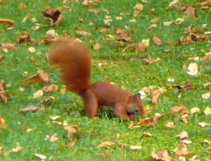 Jan Flink plant B&ouml;&ouml;m.  -- Klick op to'n Vergr&ouml;ttern!