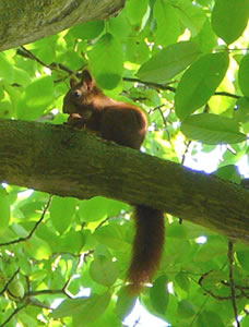 Op den Boom mit Nutt.  -- Klick op to'n Vergr&ouml;ttern!