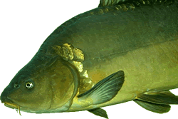 "Wat snackt ji da &ouml;ver mi?"