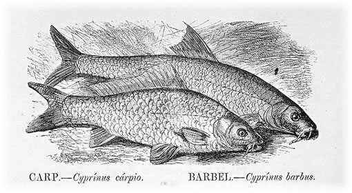 D&uuml;sse twee Karpen fiert keen Hochtied, denn se s&uuml;nd ja vun &uuml;nnerscheedlich Raa&szlig;