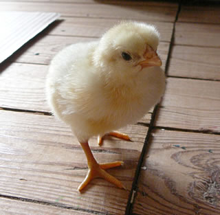 "Namaakt K&uuml;ken!? Woneem gifft't denn sowat?"