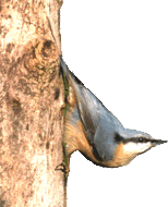 &Ouml;verkopp den Boom hendaal - dat k&ouml;&ouml;nt bloots wi Klevers!