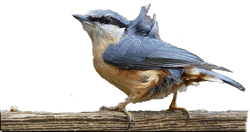 Eernst meent? Den w&ouml;&ouml;r ik wat vertelln!