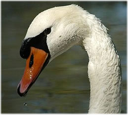 "Naa, wat seggst? B&uuml;n ik smuck, orr wat?"