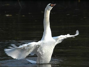 "Twee Meter veertig? Ha, ik kann wieder!"