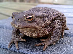 Hedwig, de Kr&ouml;tenfru.  To'n K&uuml;ssen, nich? -- Klick op to'n Vergr&ouml;ttern!