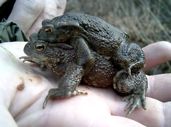 D&uuml;sse Kr&ouml;tenfru hett en Mann an'n Hals.  -- Klick op to'n Vergr&ouml;ttern!