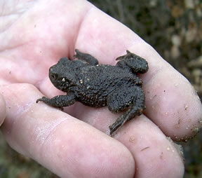 Eenj&auml;hrige Kr&ouml;&ouml;t.  -- Klick op to'n Vergr&ouml;ttern!