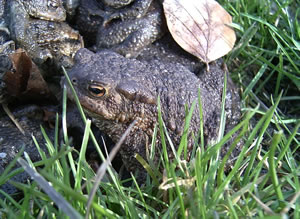 Wedder ut den Ammer rut.  -- Klick op to'n Vergr&ouml;ttern!