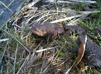 Rin in't Water! -- Klick op to'n Vergr&ouml;ttern!