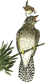 Hier hett dat en povern Tuunkr&uuml;per erwischt. Warrt de Kukuuk Vaddern glieks mit verslucken?!?!