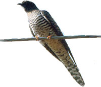 Wannervagel - dat s&uuml;ht een glieks, nich?