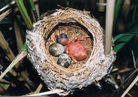 L&uuml;tt Kukuuk in't Nest