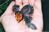 Huch, will he uns freten?