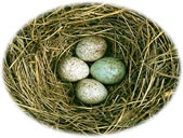 Oha, en Kukuuksei! De annern Eier s&uuml;nd dood-wieht