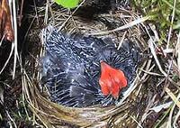 Hunger! Immer Hunger!