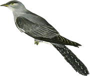 He or se, kannst nich licht seggen