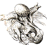 L&uuml;tt Kukuuk "putzt" dat Nest