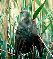 Moder mit Ei: "Woneem doot wi dat nu wedder hen?"