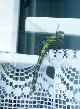 Libell op de Stang.  -- Klick op to'n Vergr&ouml;ttern!