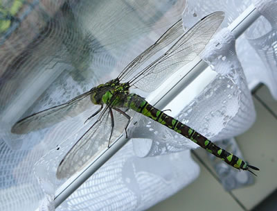 Libell op de Stang. -- Klick op to'n Vergr&ouml;ttern!