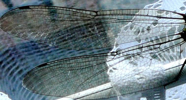 De Fl&ouml;gel. -- Klick op to'n Vergr&ouml;ttern!