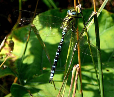 Uns Blaaggr&ouml;&ouml;ne Mosaikjumfer, hier dat Fruunsbild. -- Klick op to'n Vergr&ouml;ttern!