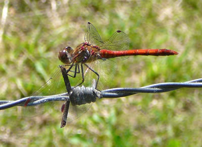 Blutrote Heidelibelle: dat Mannsbild.  -- Klick op to'n Vergr&ouml;ttern!