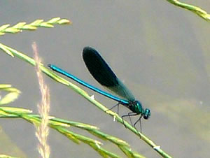 Geb&auml;nderte Prachtlibelle.  -- Klick op to'n Vergr&ouml;ttern!