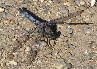 De "Grote Blaupfeil". -- Klick op to'n Vergr&ouml;ttern!
