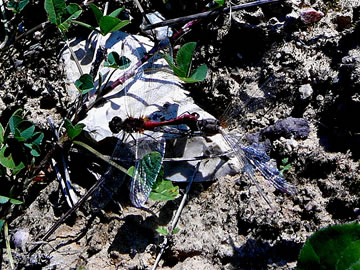 Dat Paarungsrad op'n Borrn. -- Klick op to'n Vergr&ouml;ttern!