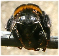 Se geiht an'n Stock!