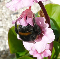En Bl&ouml;denhoot is j&uuml;st in Mood