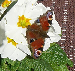 Bottervagel in M&auml;rz