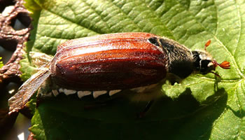 Lecker!, dach de L&uuml;nk