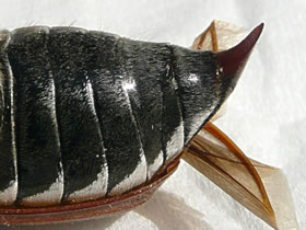 De Achterste vun de sch&ouml;ne M&uuml;llerin