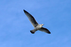 Majest&auml;&auml;tsch... un verfreten!