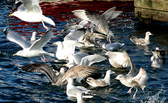 Eerst k&uuml;mmt dat Freten, denn de Moral!