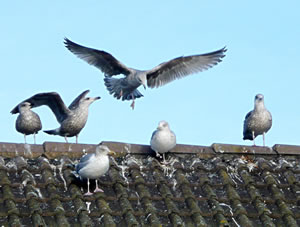 Maakt mal Platz f&ouml;r min Spannwiet!
