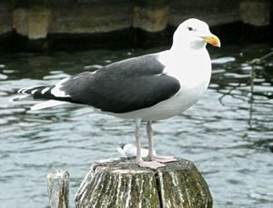 Utwussen Mantelm&ouml;&ouml;w