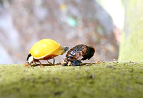 Uttrocken ut dat l&uuml;tt Hus, man noch ahn P&uuml;nkt
