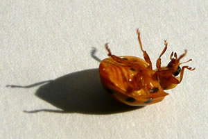 Upps, Tw&uuml;schenlandung op den Achtersteven!