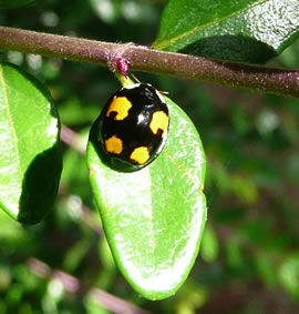 D&uuml;t is en asiatische Marienk&auml;ver, de en l&uuml;tt S&uuml;nnebad nimmt!