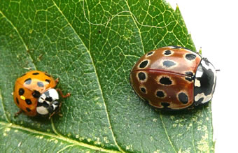 Twee in'n G&ouml;&ouml;smarsch