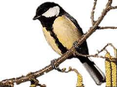 Sch&ouml;&ouml;ne geele Buuk un brede swatte Linie op - dat's'n He